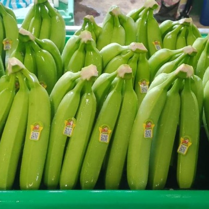 Banano Cavendish Premium