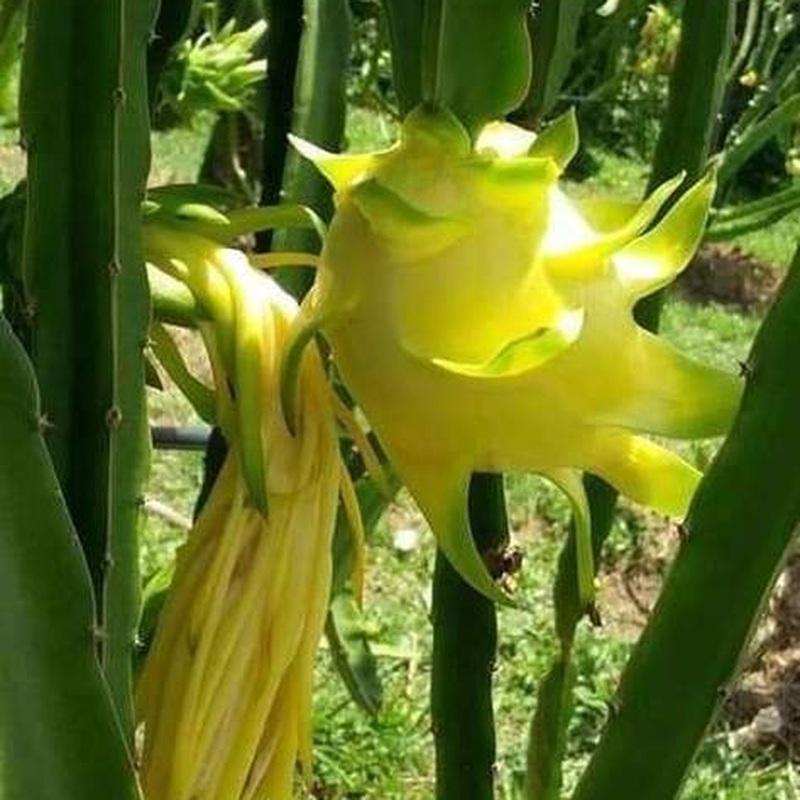 Pitahaya Amarilla de Palora (Yellow Dragon)