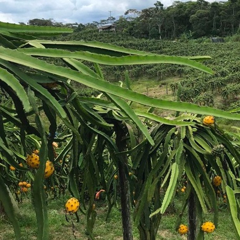 Pitahaya Amarilla de Palora (Yellow Dragon)