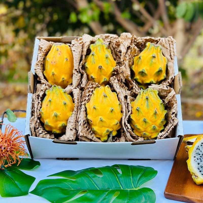 Pitahaya Amarilla de Palora (Yellow Dragon)