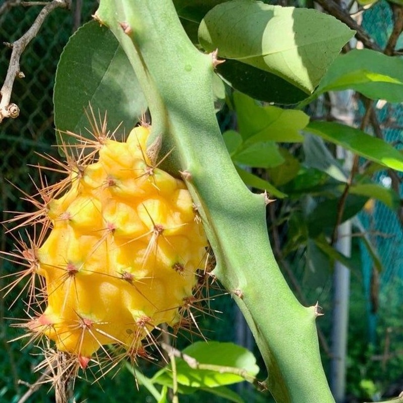 Pitahaya Amarilla de Palora (Yellow Dragon)