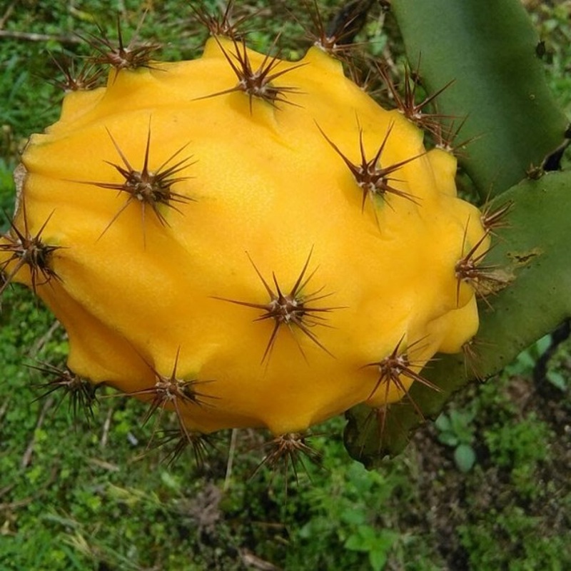 Pitahaya Amarilla de Palora (Yellow Dragon)