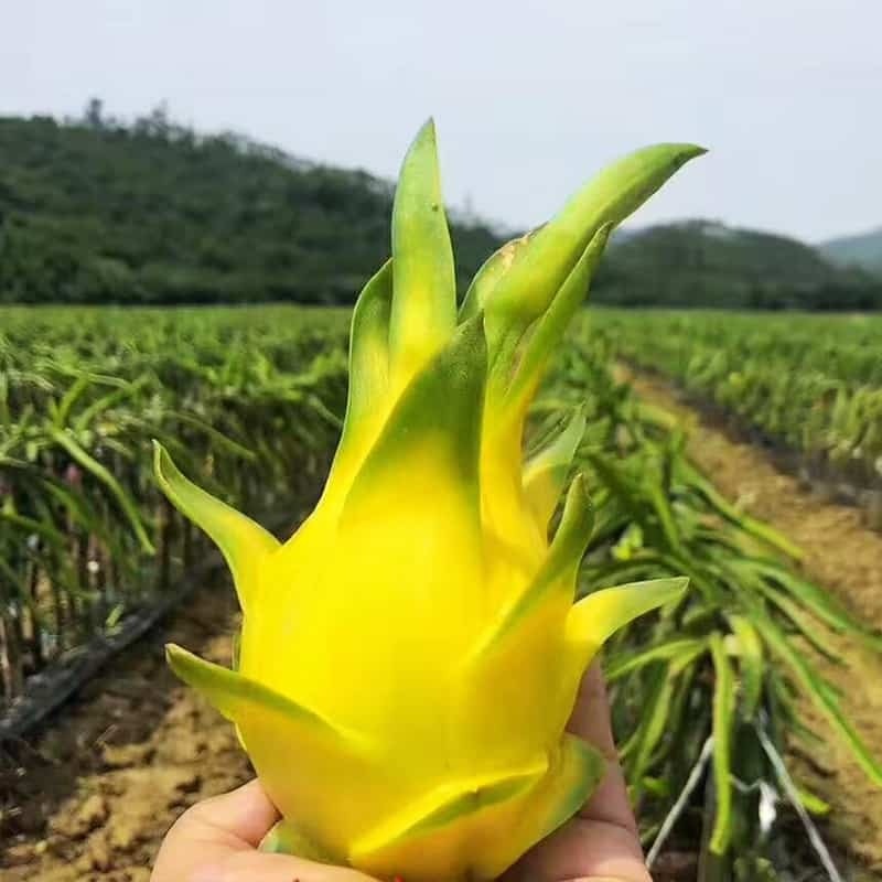 Pitahaya Amarilla de Palora (Yellow Dragon)