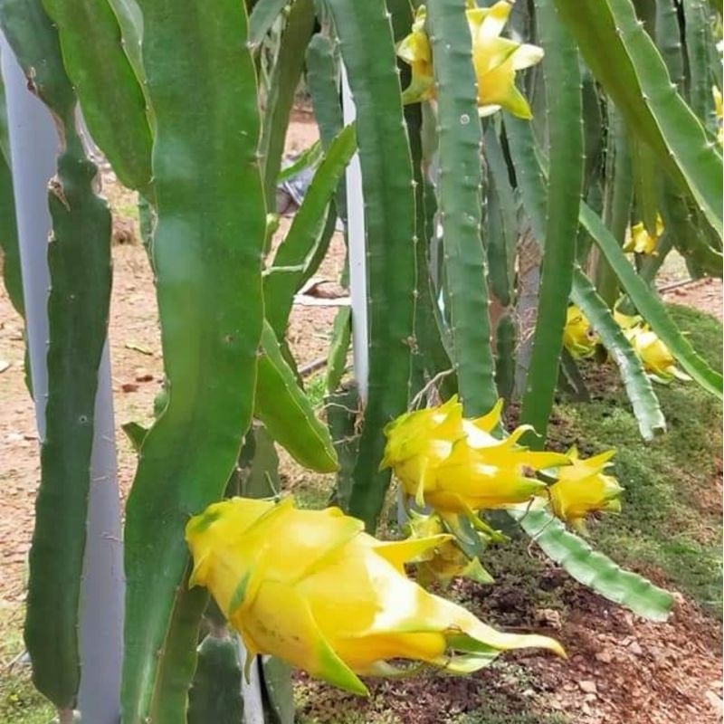 Pitahaya Amarilla de Palora (Yellow Dragon)