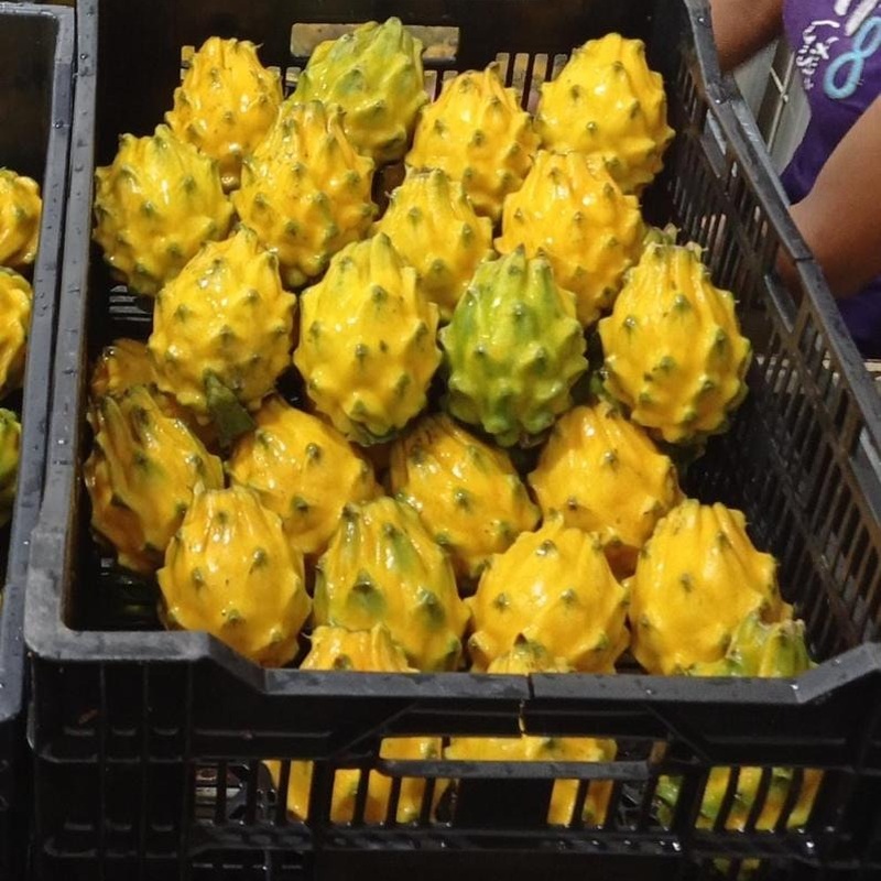 Pitahaya Amarilla de Palora (Yellow Dragon)