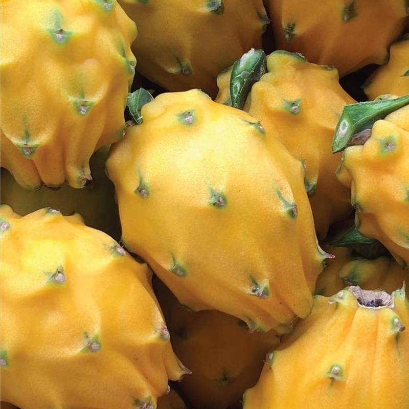 Pitahaya Amarilla de Palora (Yellow Dragon)