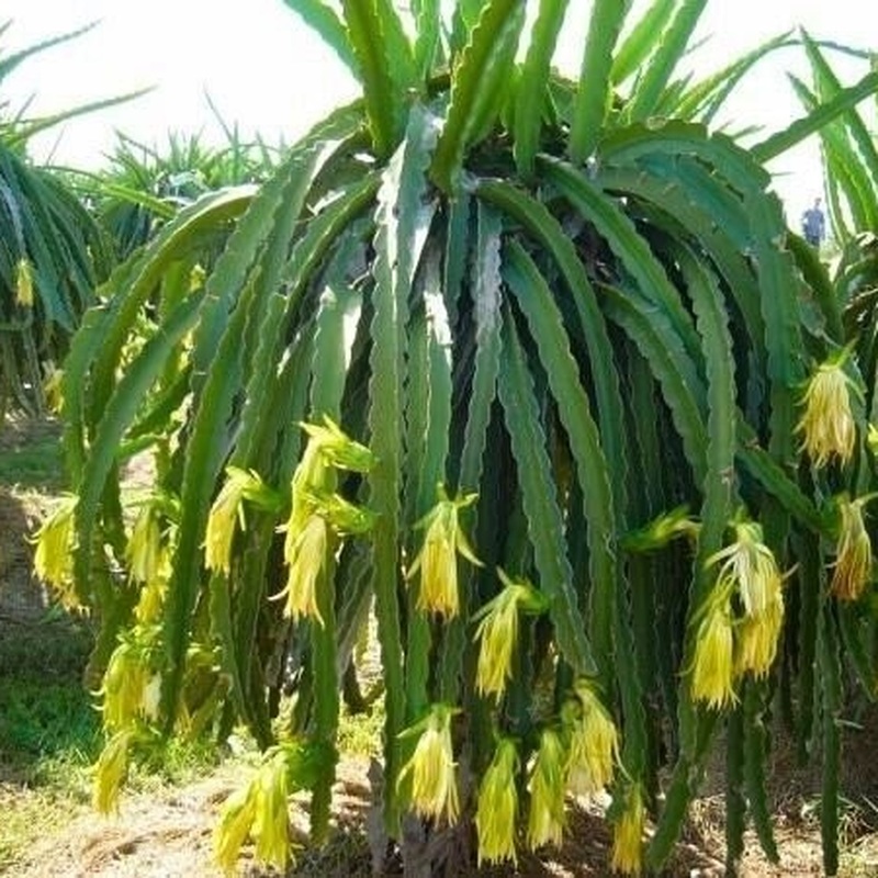 Pitahaya Amarilla de Palora (Yellow Dragon)