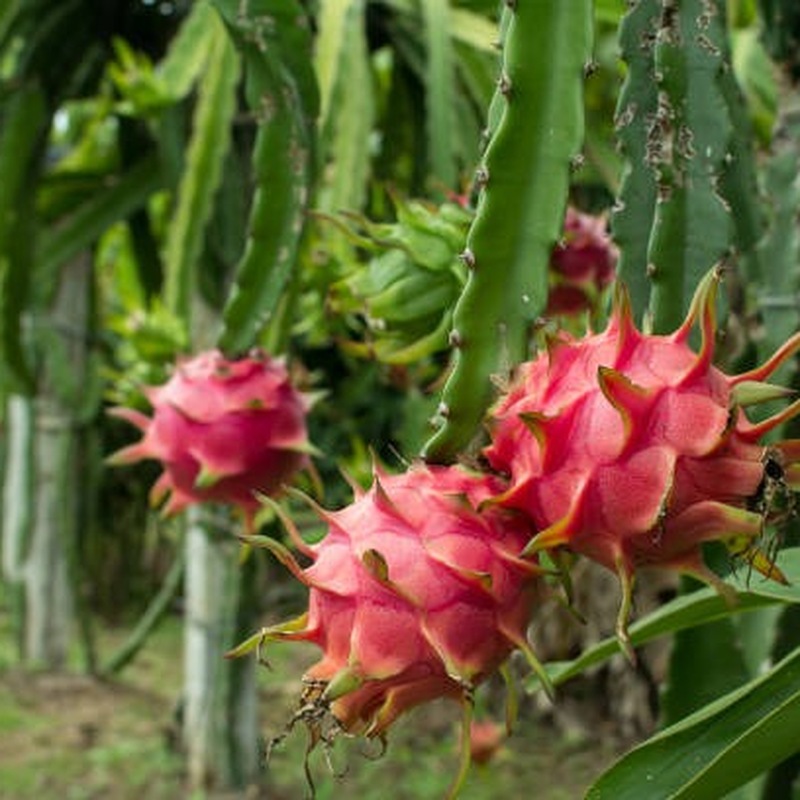 Pitahaya Roja (Red Dragon Fruit)