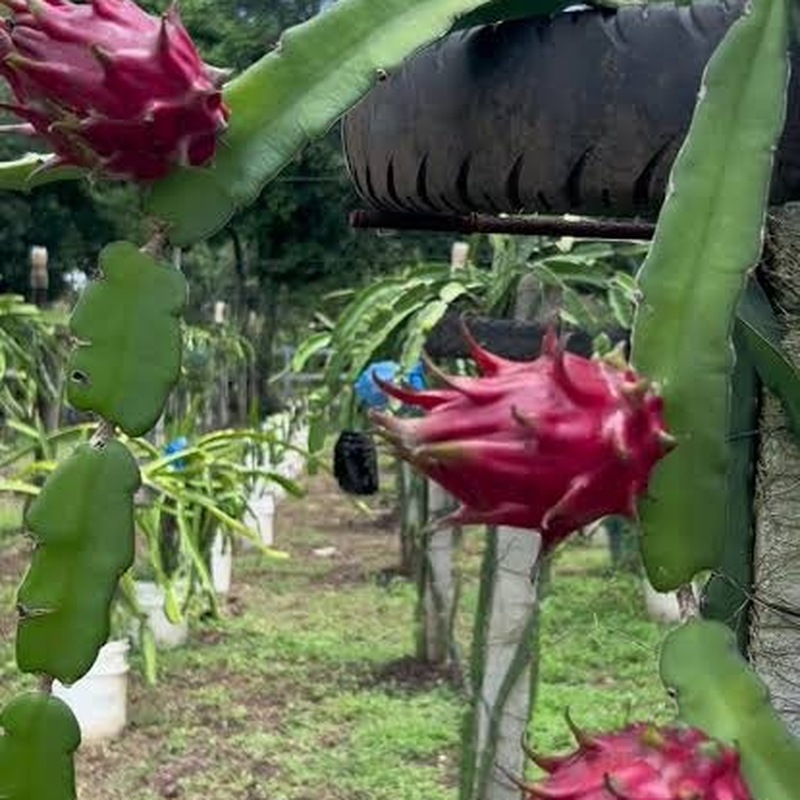 Pitahaya Roja (Red Dragon Fruit)