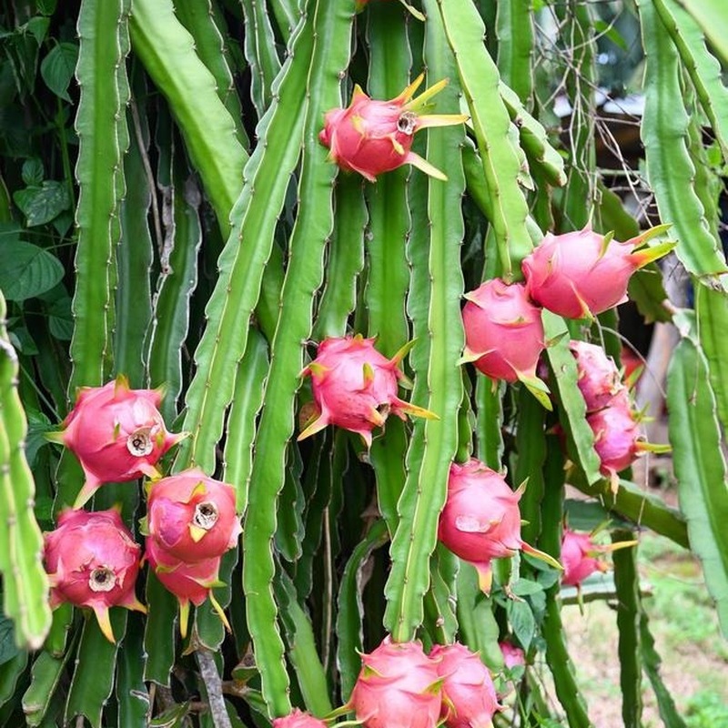 Pitahaya Roja (Red Dragon Fruit)