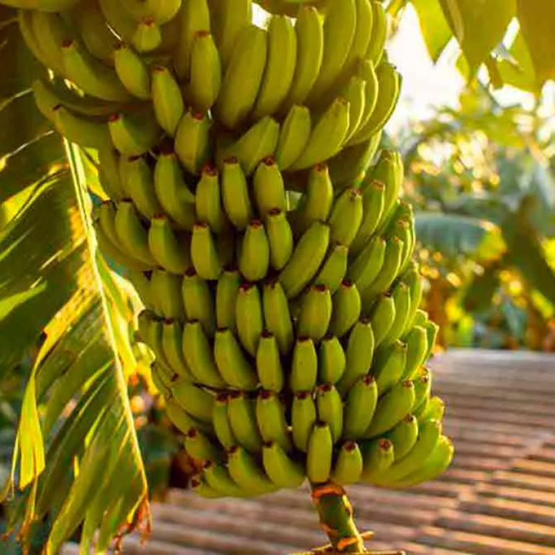 Plátano Verde / Barraganete