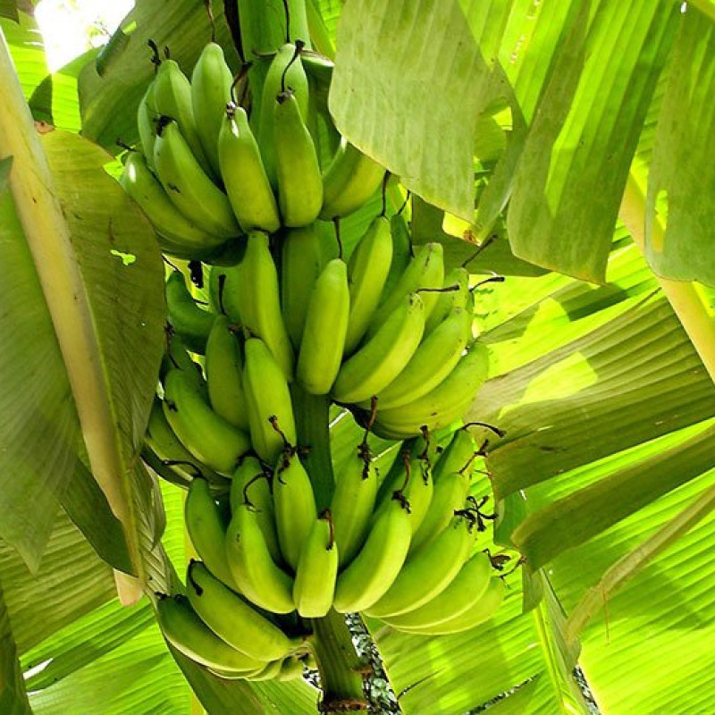 Plátano Verde / Barraganete